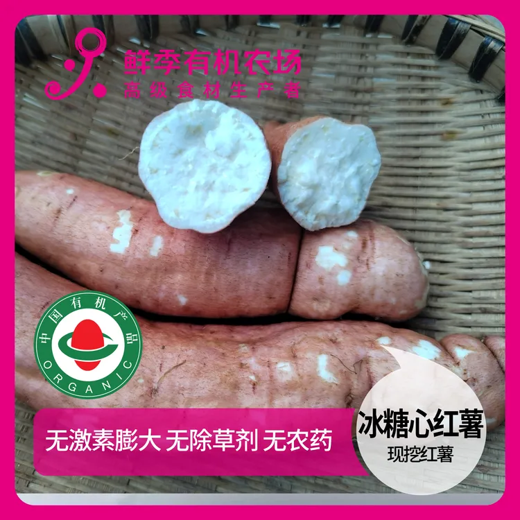 鲜季全自产 冰糖心有机红薯500克 现挖25年红薯