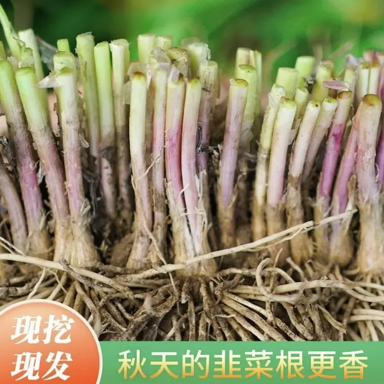 a【当年新根】独根红韭菜根苗紫根宽叶韭菜现挖现发盆栽地栽皆可