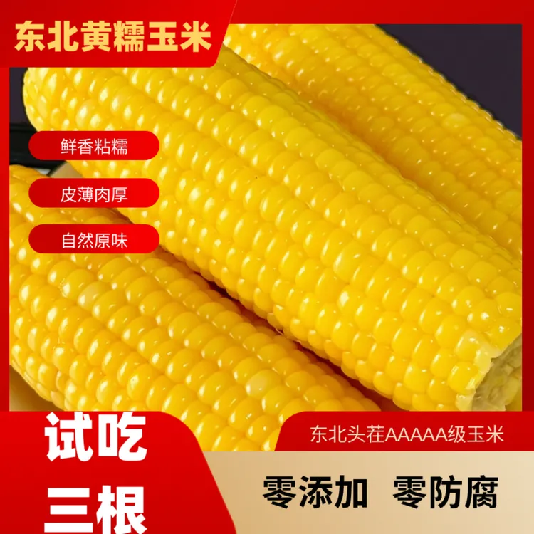 ［25年头茬］新鲜黄糯玉米 软糯香甜  代餐粗粮 真空锁鲜试吃三根