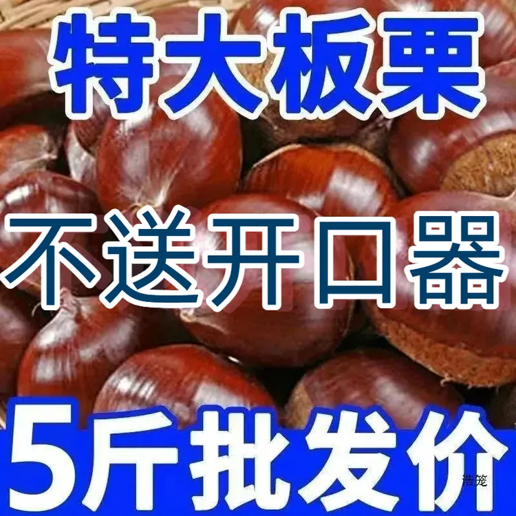 【不送开口器】正宗丹东大板栗高山新鲜生板栗非油栗非锥栗难剥皮