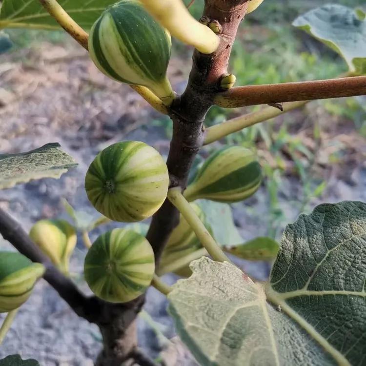 新疆早黄金傲芬斯特拉芭劳奈青皮现挖现发无花果树苗无花果枝条