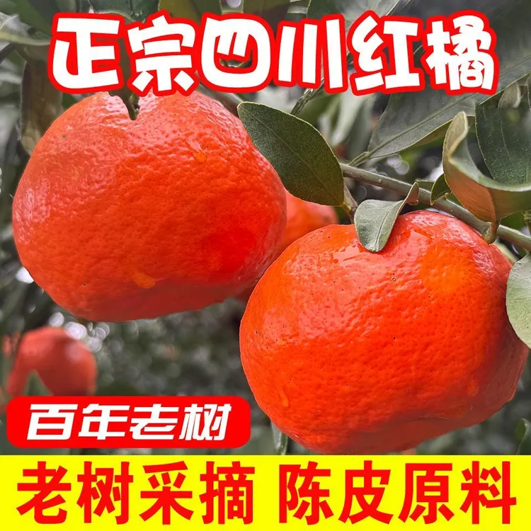 【老树川红橘】古红橘大红袍现摘可做陈皮原料水果