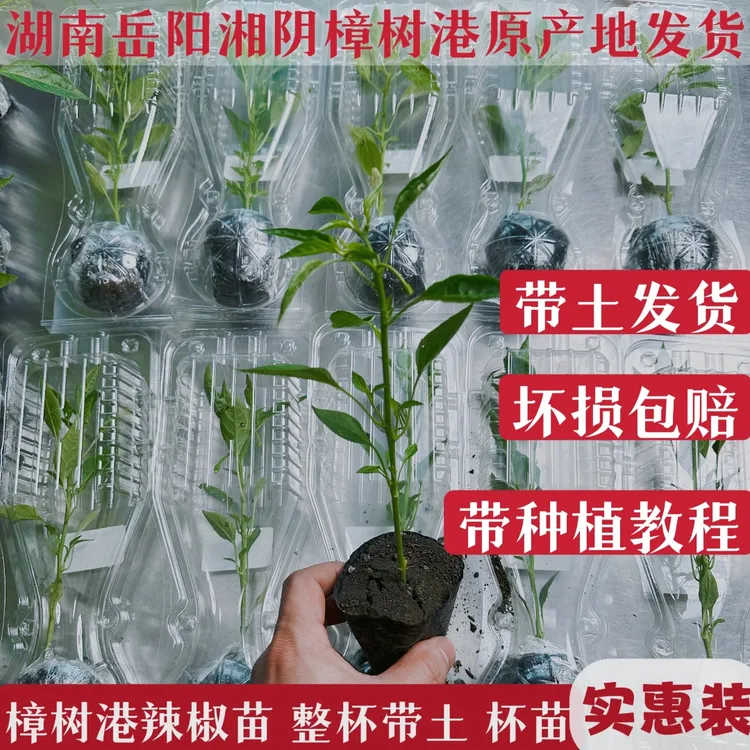 正宗樟树港辣椒苗 营养杯培育苗 早苗 整杯带土 带土包邮商品图