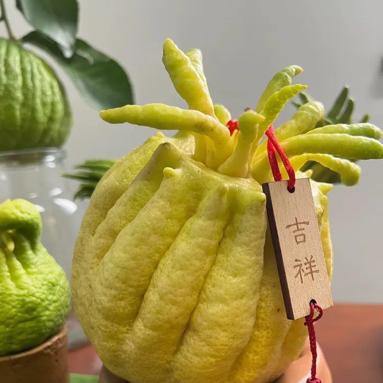 【佛手黄果闻香】新鲜现摘佛手果带枝可水培观赏闻香香橼果