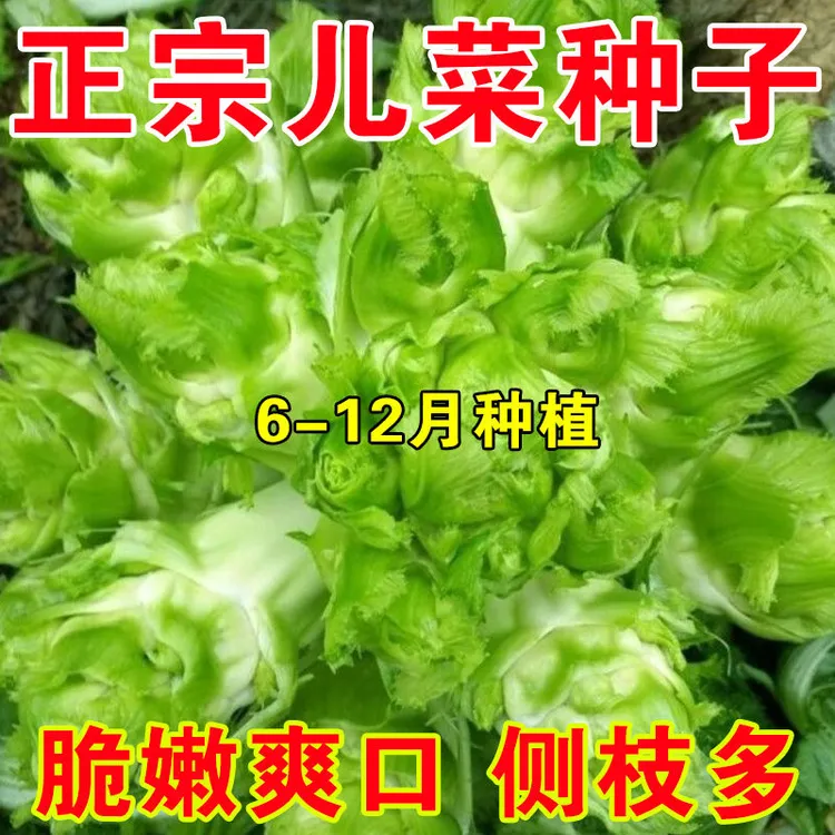 四川正宗儿菜种子芥菜籽菜夏秋季播泡菜白菜蔬菜特大儿菜四季孑