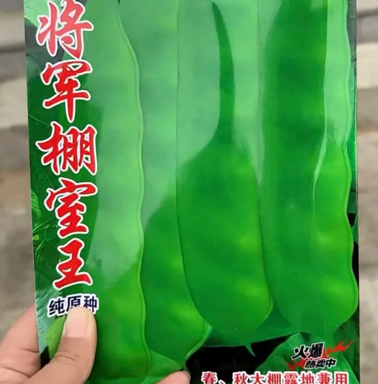 【将军棚室油豆种子】 四季种植盆栽地栽阳台小院种植