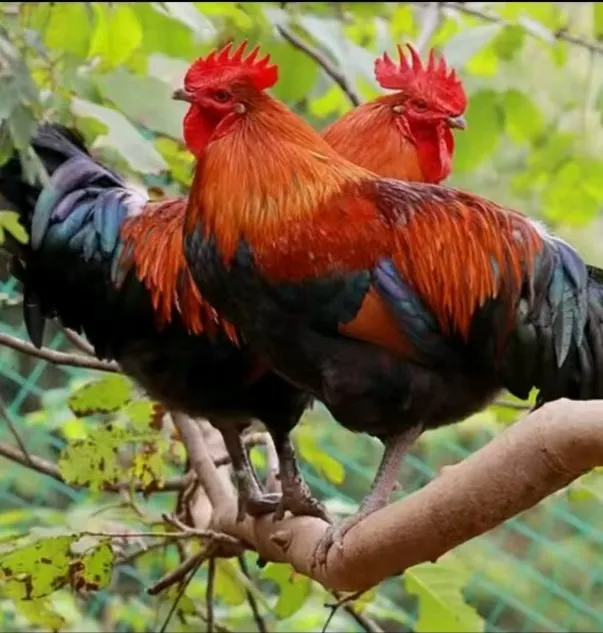 两只散养黑瑶大公鸡净重共九斤+一斤鸡胗到手共十斤