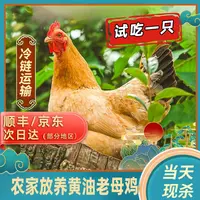 【竹林】买3送1 黄油老母鸡 带内脏 到手共4只净重9-10斤