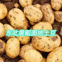 东北农家新鲜现挖黄皮黄心土豆沙糯粉面炒菜炖汤必备蔬菜