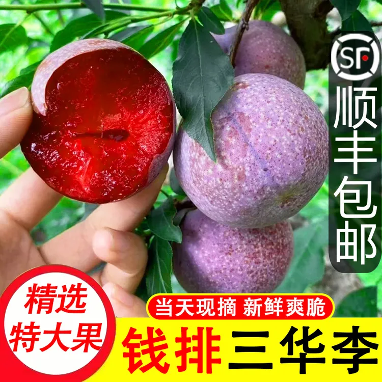 【顺丰包邮只发高品质特大果】钱排三华李现摘现发精品大果酸甜多计