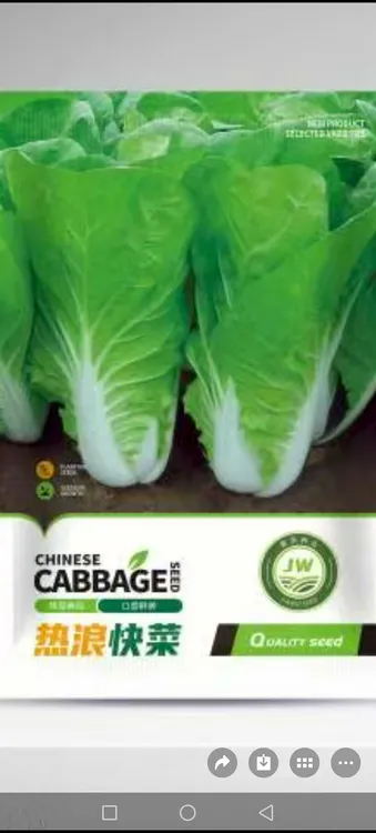 热浪快菜 抗热喇叭口