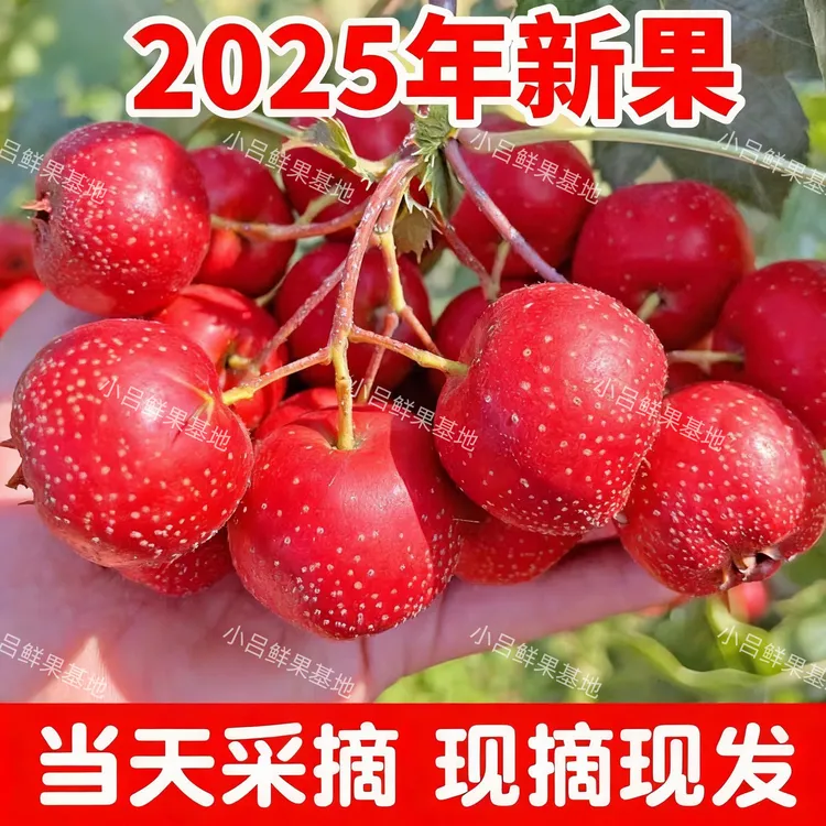 新鲜山楂鲜果农家天然成熟山楂山里红果大五棱山楂冰糖葫芦