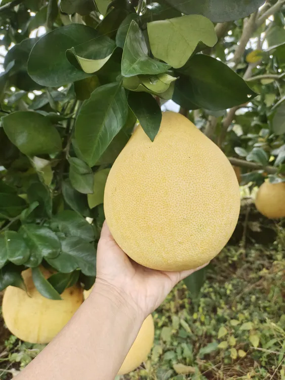 湖南正宗露天厚皮白皮柚新鲜柚子清甜多汁当季水果包邮