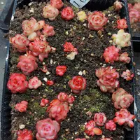 多肉植物多肉植物1029