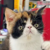 来了姊妹-三花异短猫-妹妹-43
