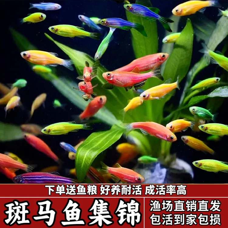 好养耐活斑马鱼热带观赏鱼孔雀鱼红绿灯鱼淡水金鱼苗小型灯科小鱼