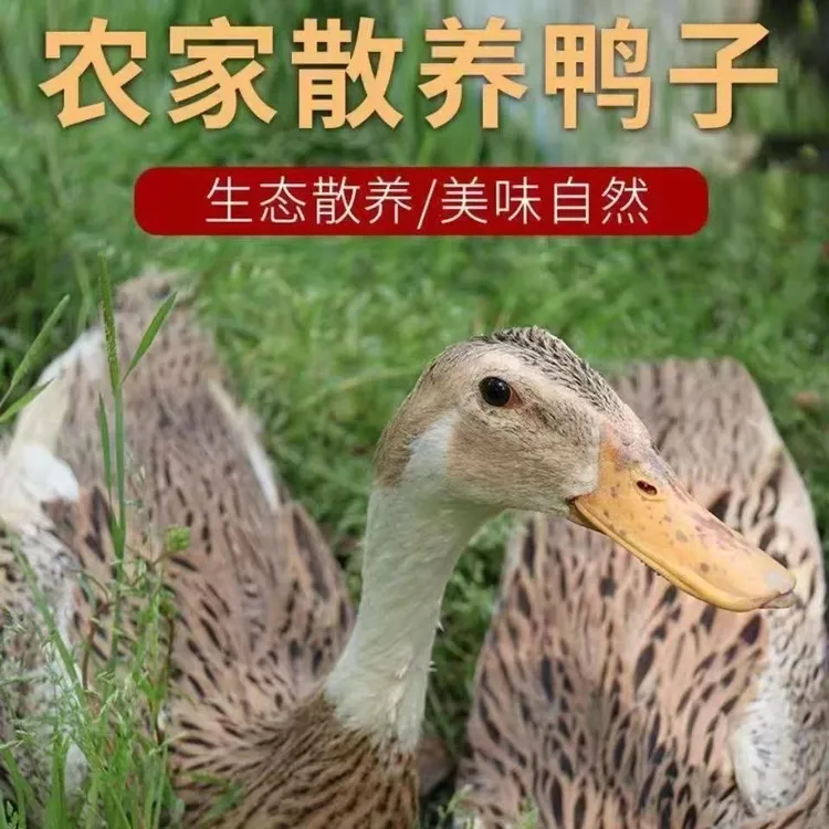 顺丰包邮【拍一发3只】农家散养土鸭无掌、无翅、无内脏