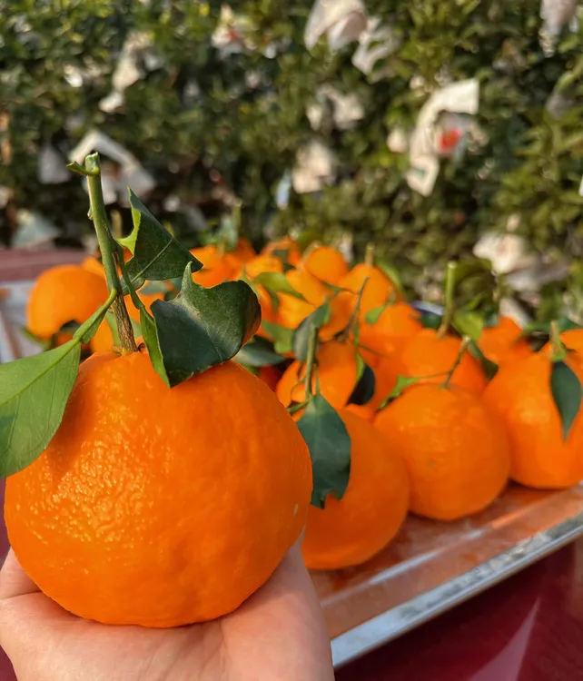 （商超果）8斤净重四川爱媛38号果冻橙新鲜采核心产区爆汁现摘带叶