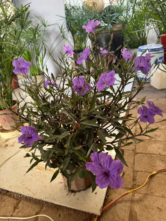 紫翠芦莉兰花草四季绿植绿植盆栽室内室外阳台