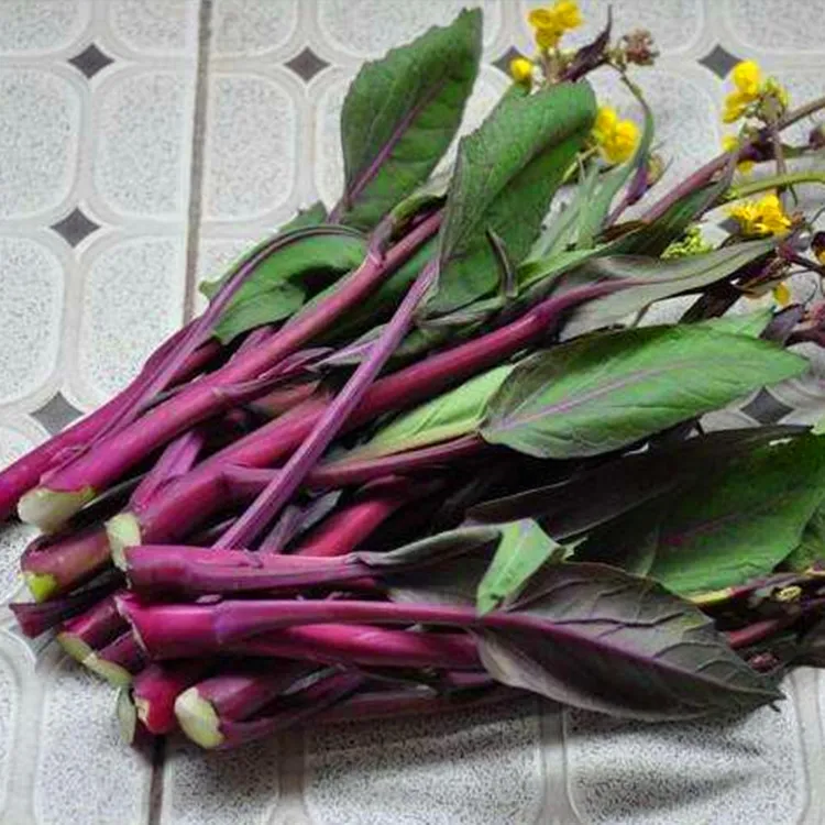 红菜苔种子 厂家正品早熟春季蔬莱孑广东菜菜心心籽