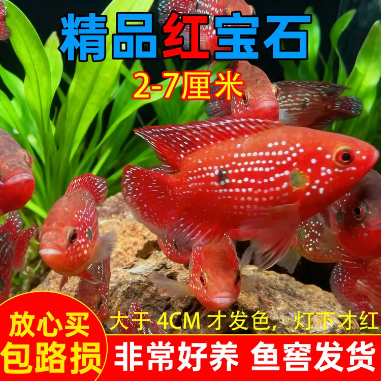 招财红宝石观赏鱼纯种进口血钻石热带鱼红钻石三湖慈鲷坦鲷淡水鱼