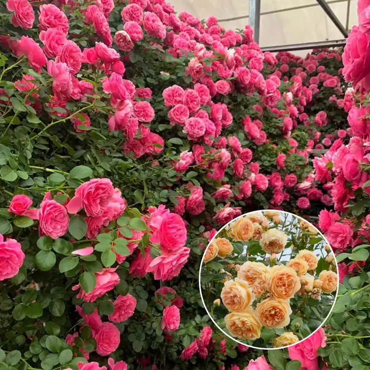 月季花苗四季欧月藤本爬藤月季花苗浓香型大花中大苗开花不断花卉