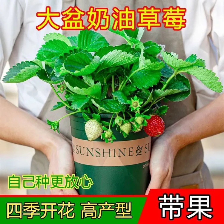 （带花带果带盆）草莓盆栽好养植物阳台种植草莓苗净化空气好养易活