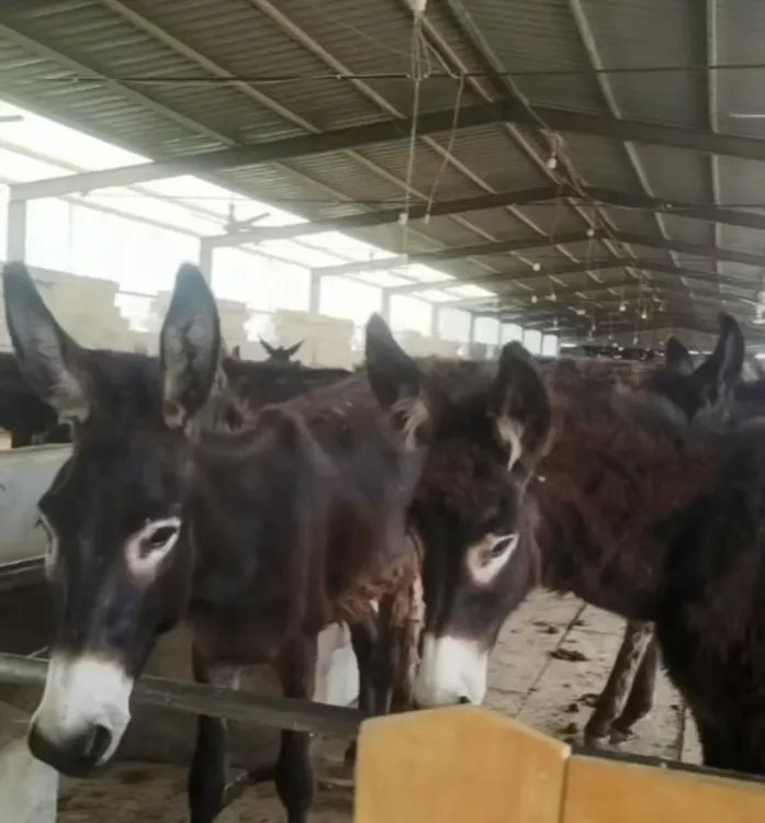 德州杂交驴苗 肉驴苗  驴苗价格自产自销畜牧用品预定金