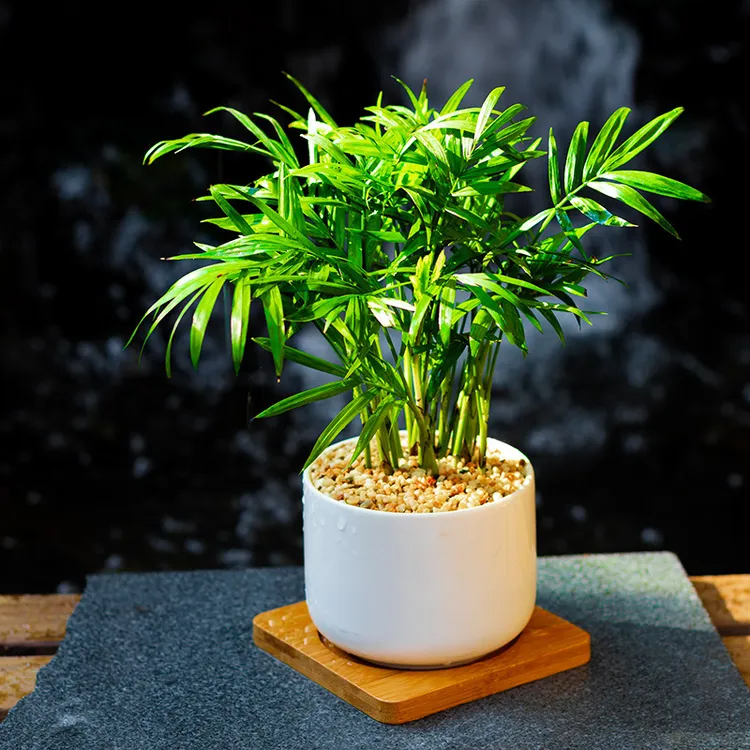 伴兮袖珍椰子室内盆栽植物绿植迷你竹子散尾葵不落叶ins风凤尾竹