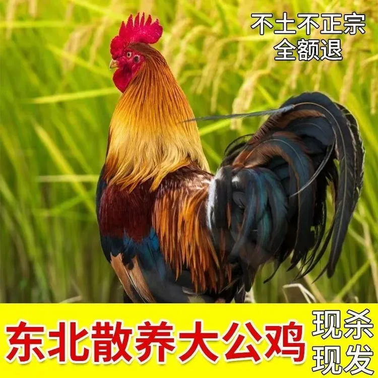 东北散养黑爪大公鸡林间溜达鸡 肉质紧实带土鸡内脏顺丰包邮