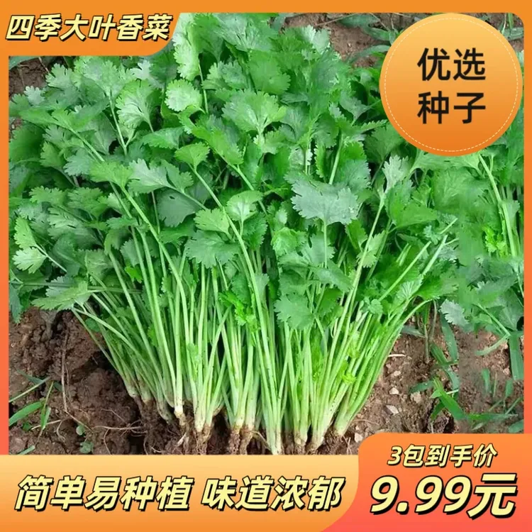 【速生香菜】四季快速香菜阳台室内花卉盆栽大叶耐热耐寒秋冬蔬菜
