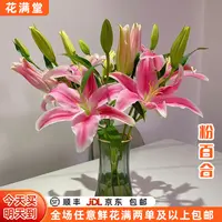 【次日达·仙气渐染】粉百合6-8头鲜切花·全场两单鲜花顺丰包邮·基地直发·鲜切花批发·家居花DIY·粉百合次日达