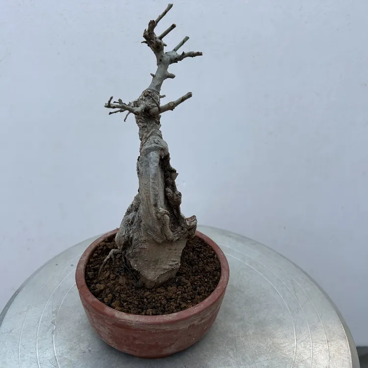 榔榆小叶榔榆青皮榔榆碳化一张皮，实拍图自然有个性榆树