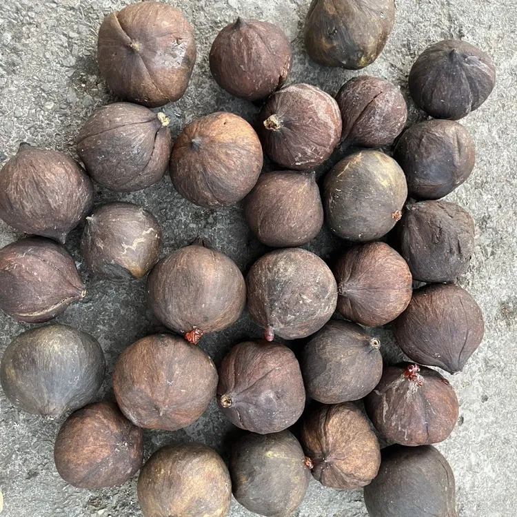 大山生长野生油桐子果新鲜现采现发桐子果中药材