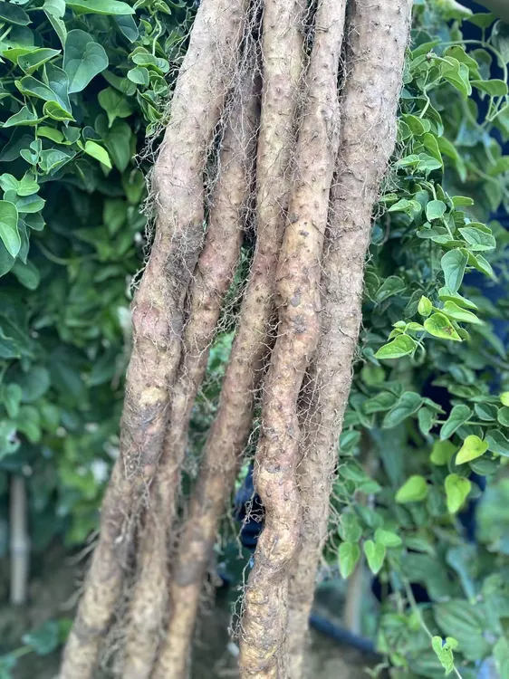 河南焦作温县正宗垆土铁棍山药怀山药新鲜焦作温县垆土铁棍山药