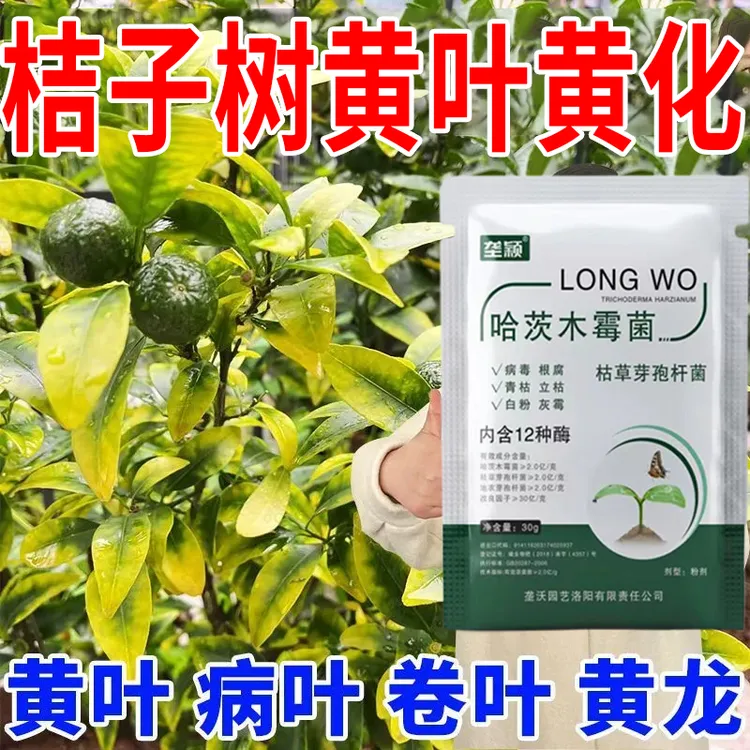 桔子叶子发黄掉叶急救专用树卷叶橘子干尖叶子病害肥料微生物菌剂