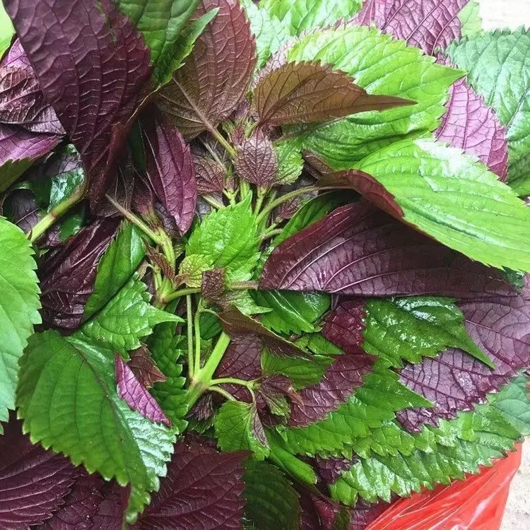 紫苏种子四季播蔬菜种子 阳台室内盆栽蔬菜紫苏种籽商品图