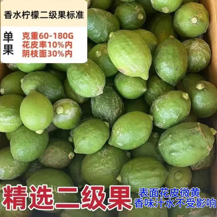 等一夏直播专享【二级果】爆香广东香水柠檬奶茶店餐饮店柠檬茶专用