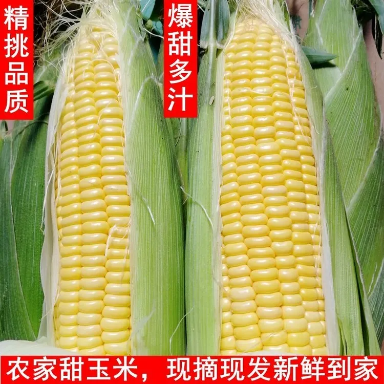 水果甜玉米可烤可生吃煲汤鲜甜饱满多汁非转基因露天种植营养美味