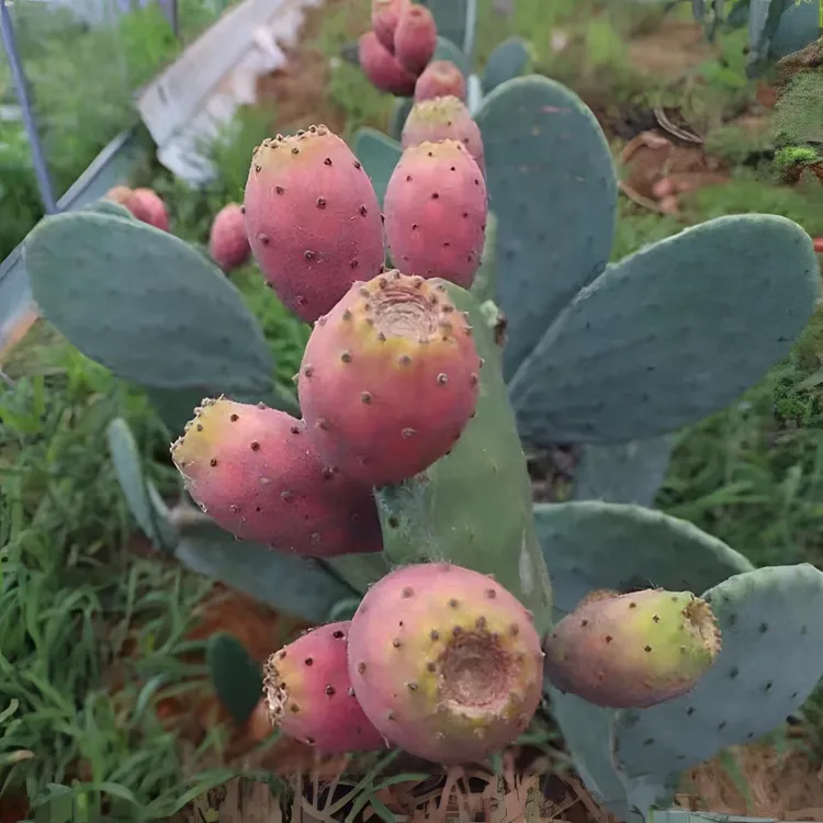 【云钻】正宗大红果仙人掌可种植食用开花结果多肉盆栽