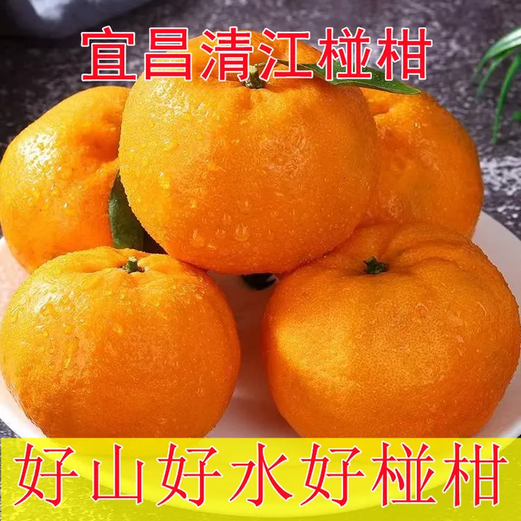宜昌清江椪柑新鲜孕妇水果当季芦柑桔子柑橘香甜多汁橘子整箱丑橘