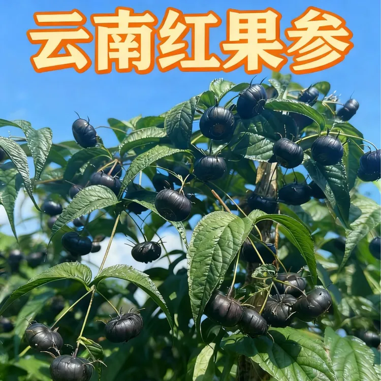 云南红果参清甜脆爽应季新鲜水果产地直发