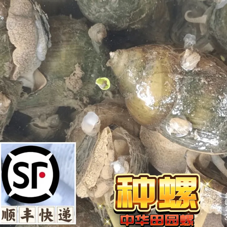 湖北洪湖新鲜稻田超大活体田螺养殖种螺