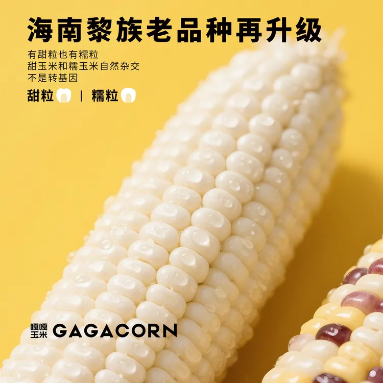 gagacorn特色品种小金条 嘎嘎香甜 非转基因甜糯玉米 营养早餐