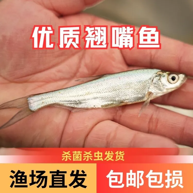 【活体】优质翘嘴鱼路亚鱼白刁观赏鱼淡水鱼冷水鱼超萌好物渔场直发