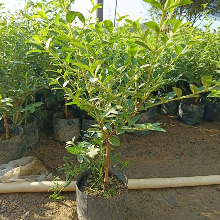小叶红心香芭乐种软糯香甜可盆栽地栽四季种植