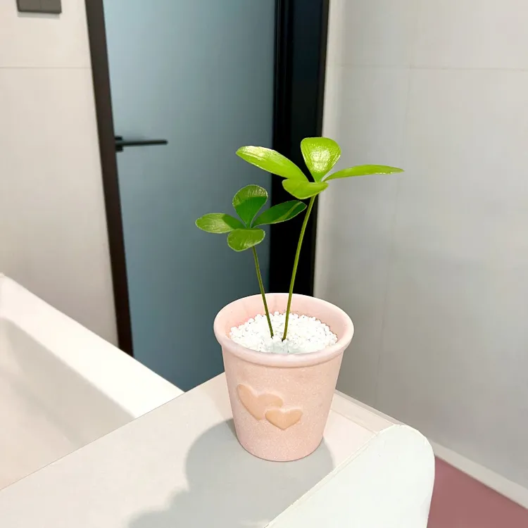 【喜半阴】墨西哥铁树盆栽室内客厅办公室桌面观叶趣味好养花卉绿植