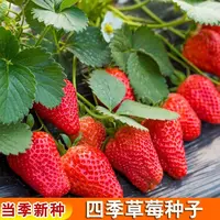 【满五包包邮】四季奶油草莓种籽春秋草莓种子盆栽新手易种