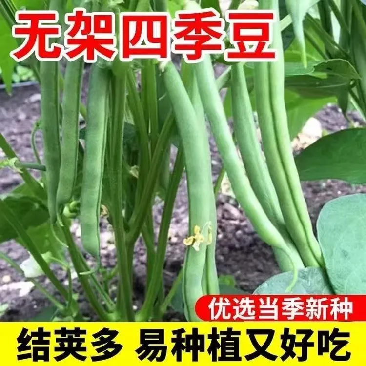 【无架四季豆】矮生不搭架小院阳台盆栽蔬菜种子