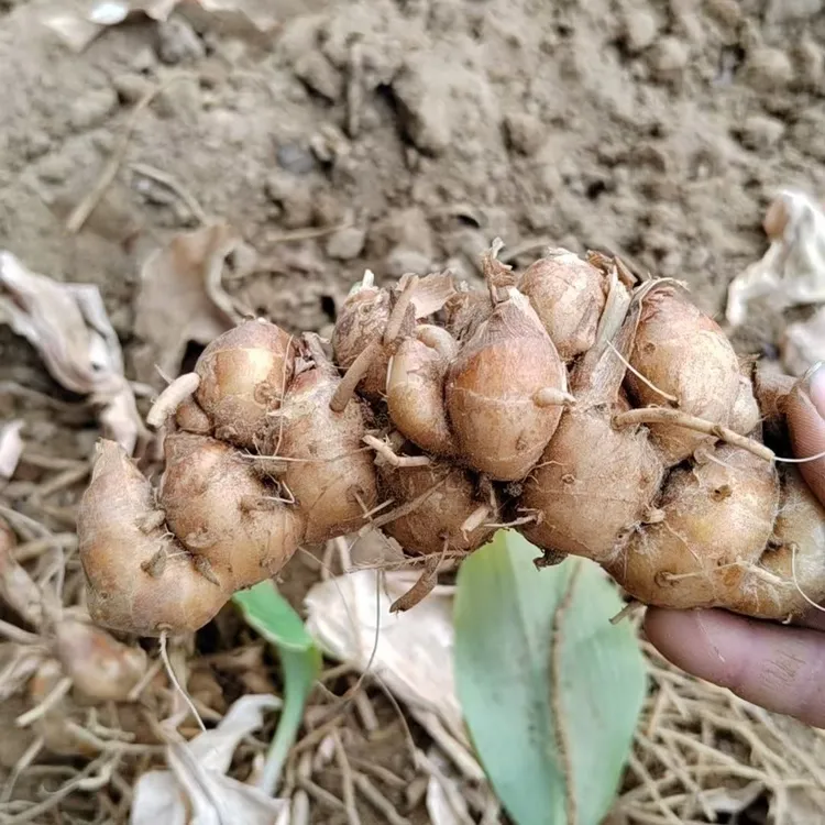 沙姜种子四季蔬菜种植简单阳台小院盆栽